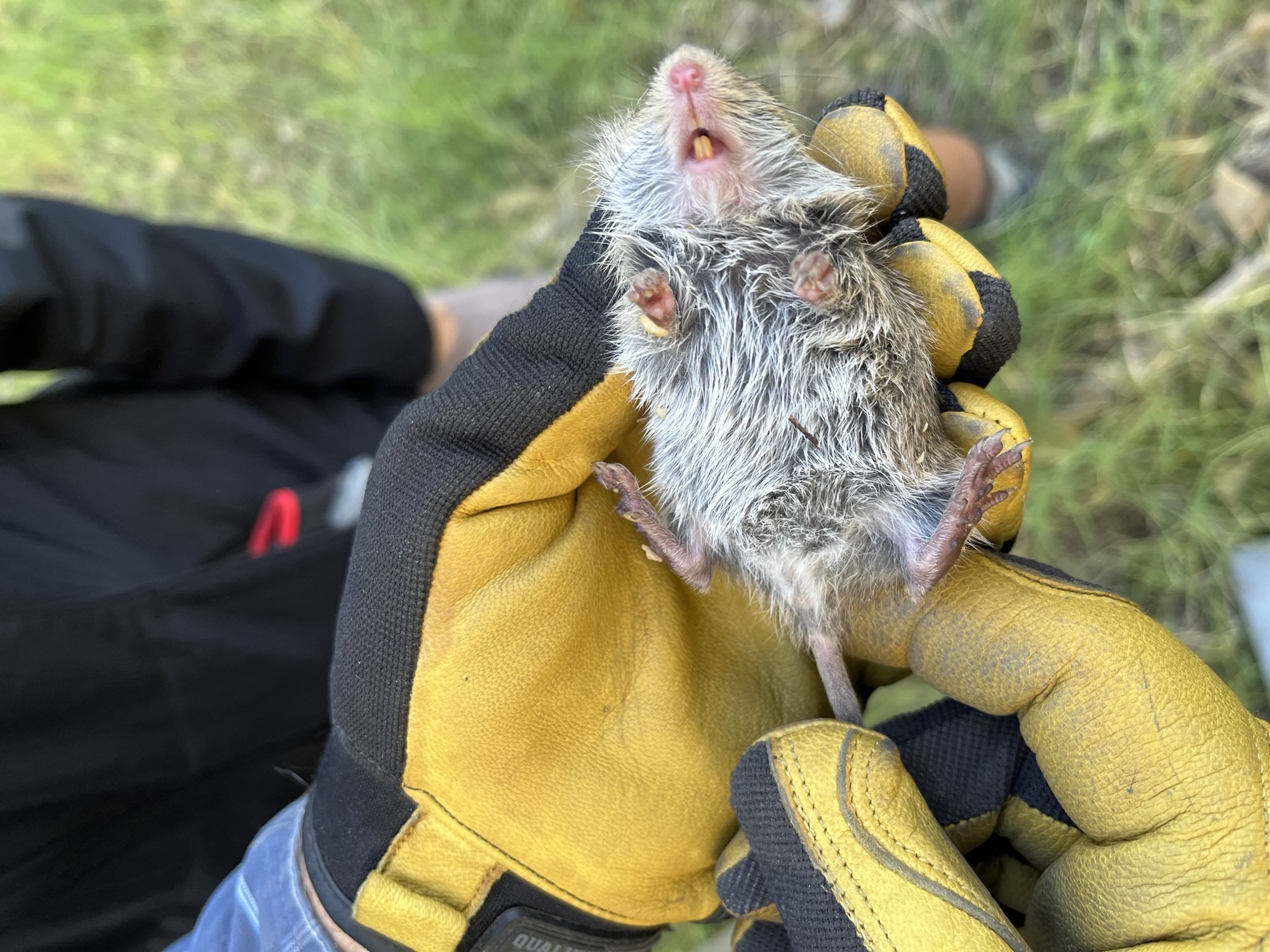 Bureau of Reclamation biologists examine a Colorado River cotton rat before releasing it back into the Cibola Valley Conservation Area. 📸 / Kimber Godfrey