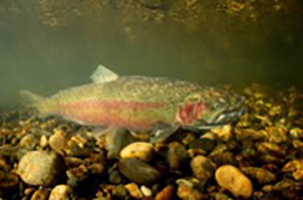 Chinook Salmon