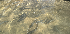 Fish swimming in a river
