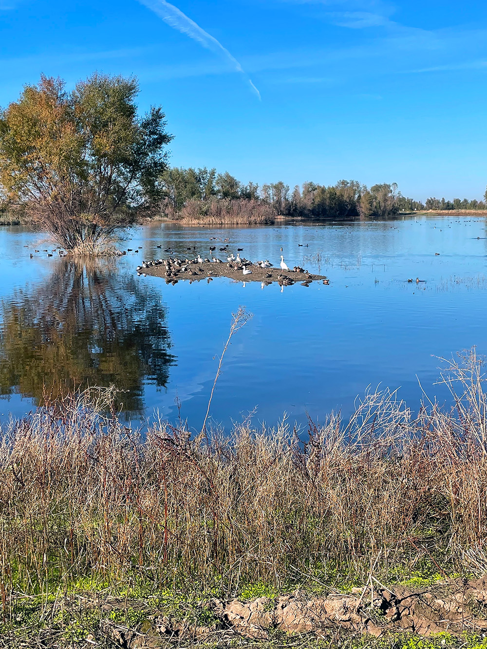 Gray Lodge Wildlife Area is home to more than 1 million waterfowl annually. 
