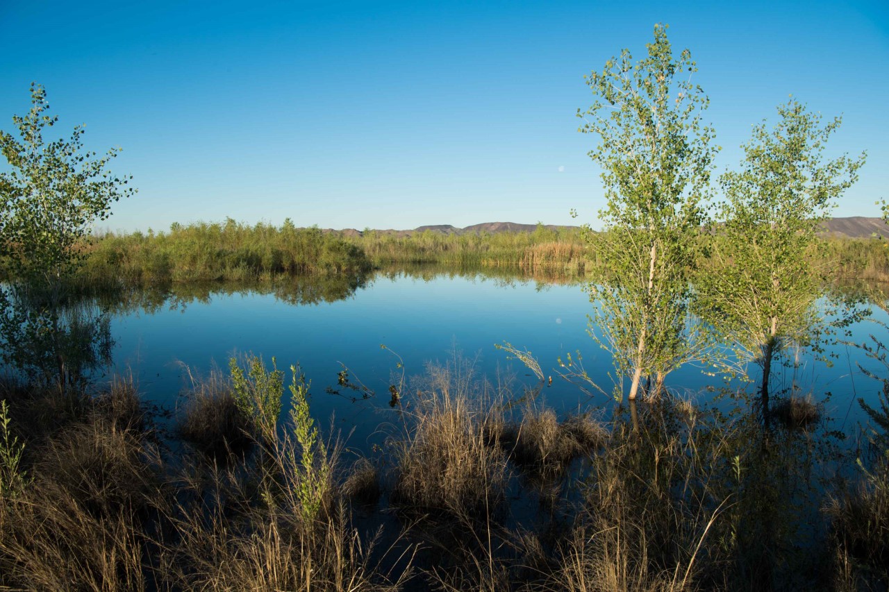lake surrounded by trees and grass