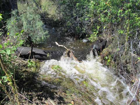 Waddles in action after a rain storm.
