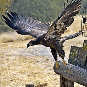 A bald eagle being released at New Melones Reservoir in California.