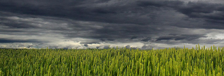 Wheat and Rain