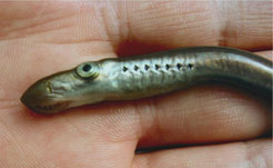 Juvenile Lamprey Courtesy of USFWS