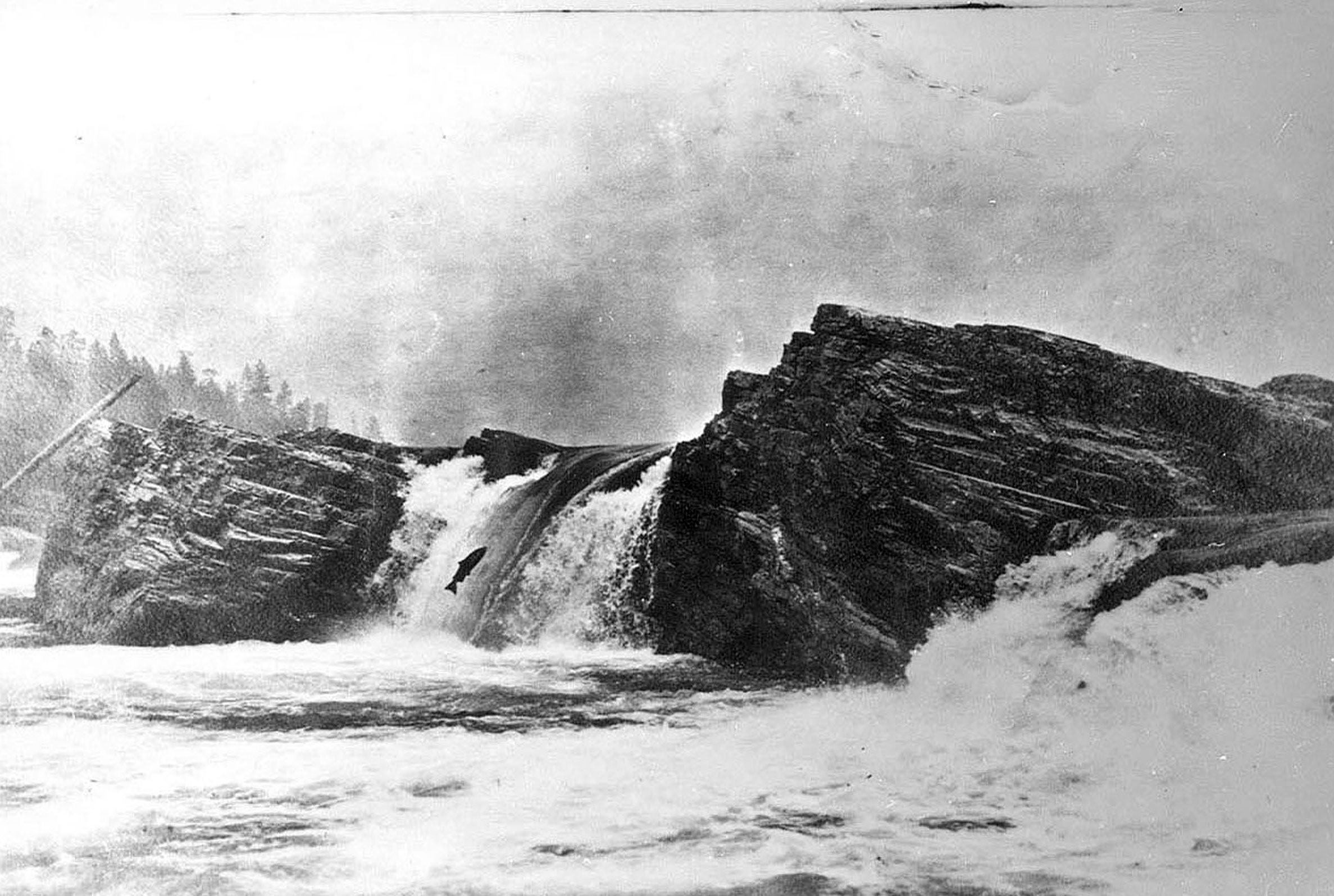 Photo taken Circa 1933. Salmon at Kettle Falls on the Columbia River.