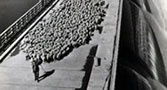 a local shepherd took his flock across the dam