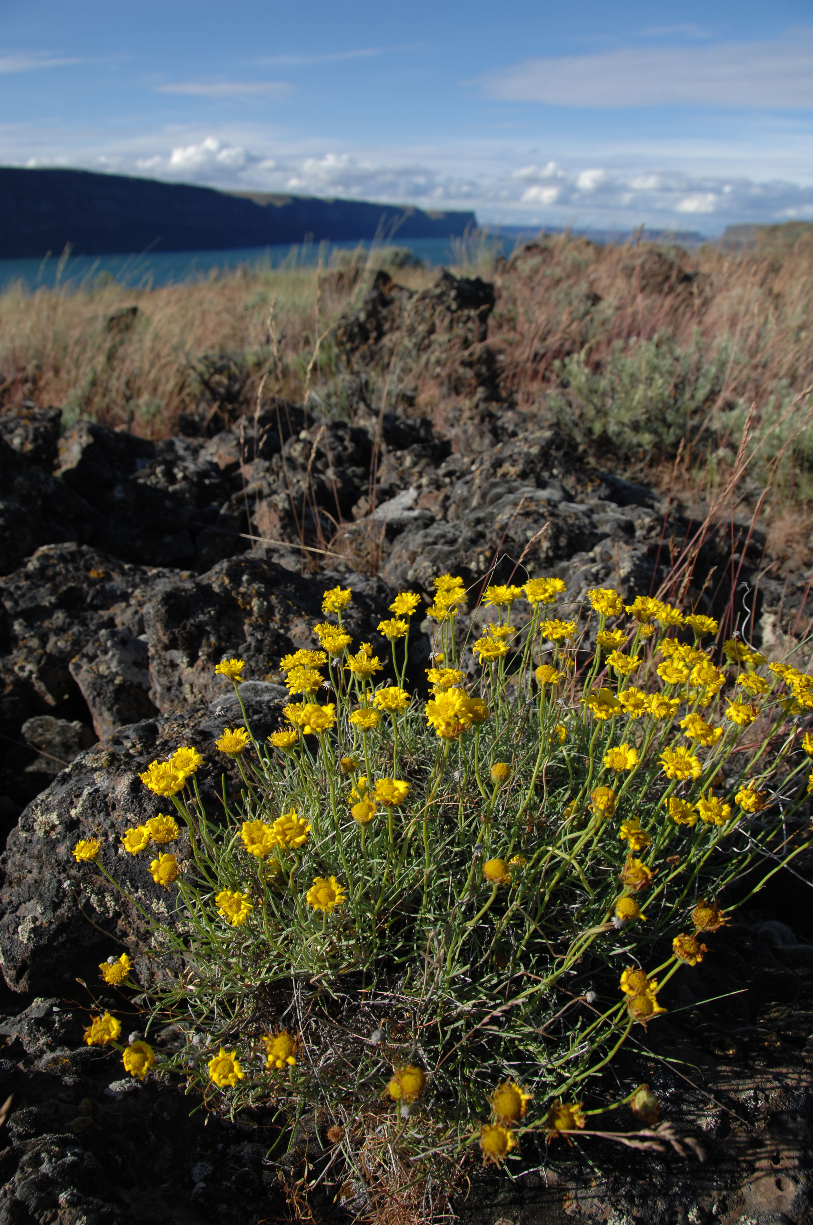 Average rainfall in eastern Washington is less than nine inches a year.