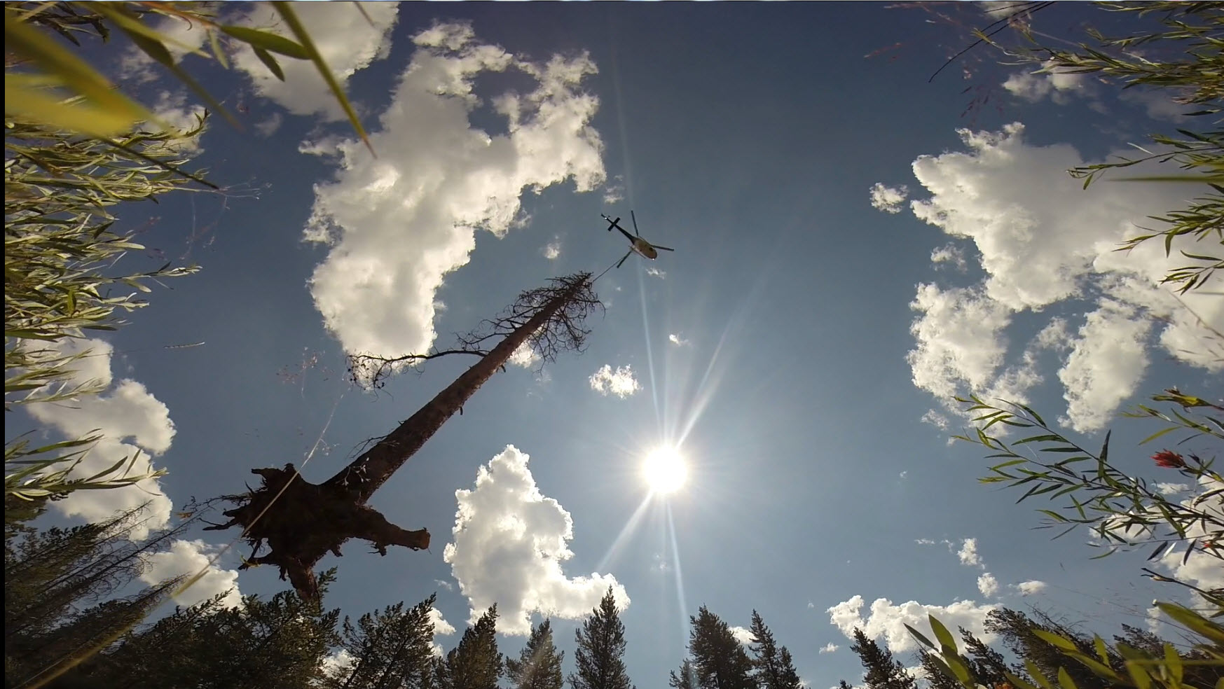 A helicopter transports large trees and root wads that were placed in the Yankee Fork stream channel for fish habitat. ( Photo by Jim Gregory, Trout Unlimited) 