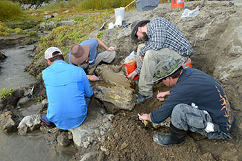 In October 2014, students and paleontological faculty from Idaho State University performed the excavation of a partial Columbian mammoth skull that was eroding out of the shoreline of American Falls Reservoir in southeastern Idaho.