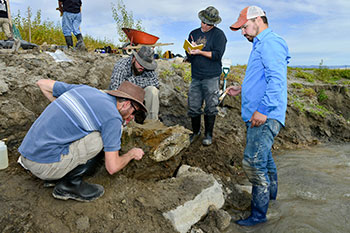 A team of Idaho State University students carefully brush and clean a mammoth skull discovered near American Falls Reservoir. The specimen was excavated and transferred from the site to the Idaho Museum of Natural History in Pocatello, Idaho on October 18. Casey Dooms, Adam Clegg, Jeff Castro and Travis Helm.