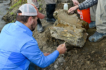 Idaho State University Geology student Travis Helm brushes clean a mammoth skull discovered near American Falls Reservoir. The fossils were excavated and transferred from the site to the Idaho Museum of Natural History in Pocatello, Idaho.