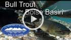 Bull Trout in the Boise Basin