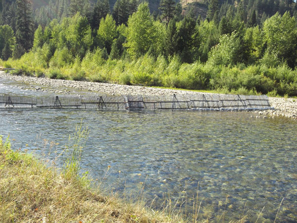 Boise Fish Weir, 2004