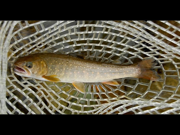 Juvenile Bull Trout from the North Fork Boise River, 2011