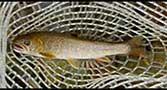 Juvenile Bull Trout from the North Fork Boise River, 2011