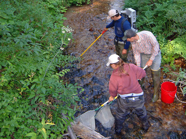 Sampling fish by electrofishing at Deadwood, 2006