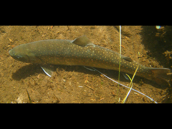Radio-tagged Bull Trout at Deadwood, 2009