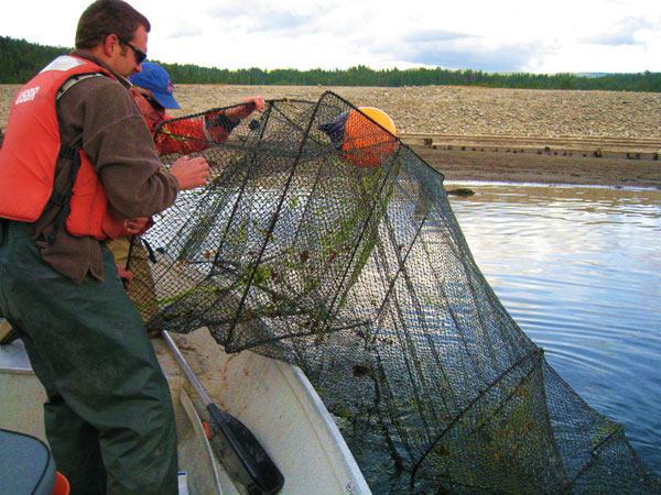 Retrieving a Trap Net at Deadwood, 2010