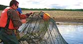 Retrieving a Trap Net at Deadwood, 2010