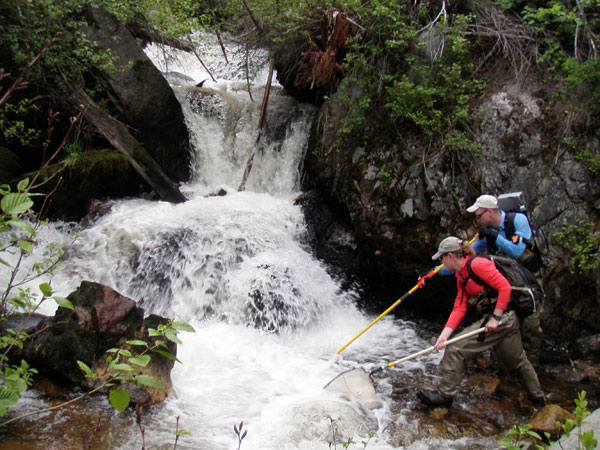 Sampling Fish by Electrofishing at Deadwood, 2010