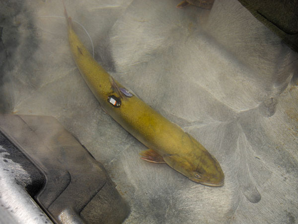 Archival tag in Bull Trout, 2011