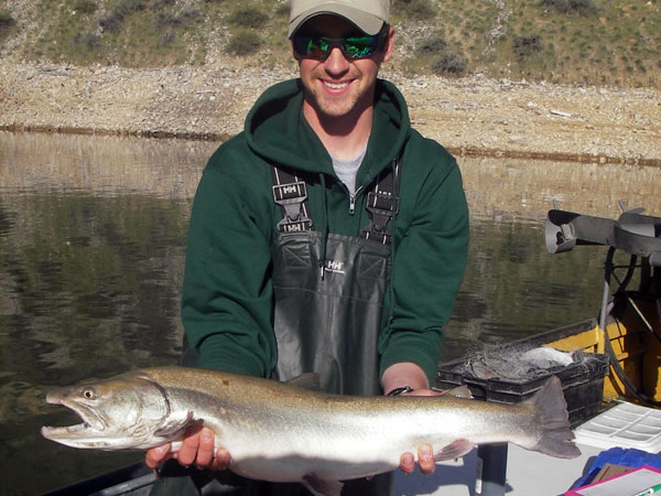 Bull Trout at Arrowrock, 2011