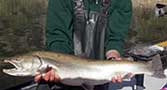 Bull Trout at Arrowrock, 2011