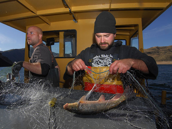 Gillnetting a Largescale Sucker at Arrowrock, 2011