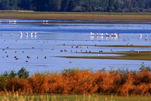 Protected Birds at Minidoka Reservoir