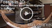Go to Fossils in 3D: Making Ancient Bison Bones Available to the World
