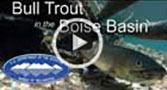 Go to Bull Trout in the Boise River Basin video 