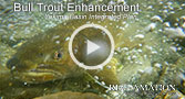 Go to Bull Trout Enhancement in the Yakima Basin