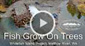 Go to Fish Grow on Trees video on the Whitefish Project page