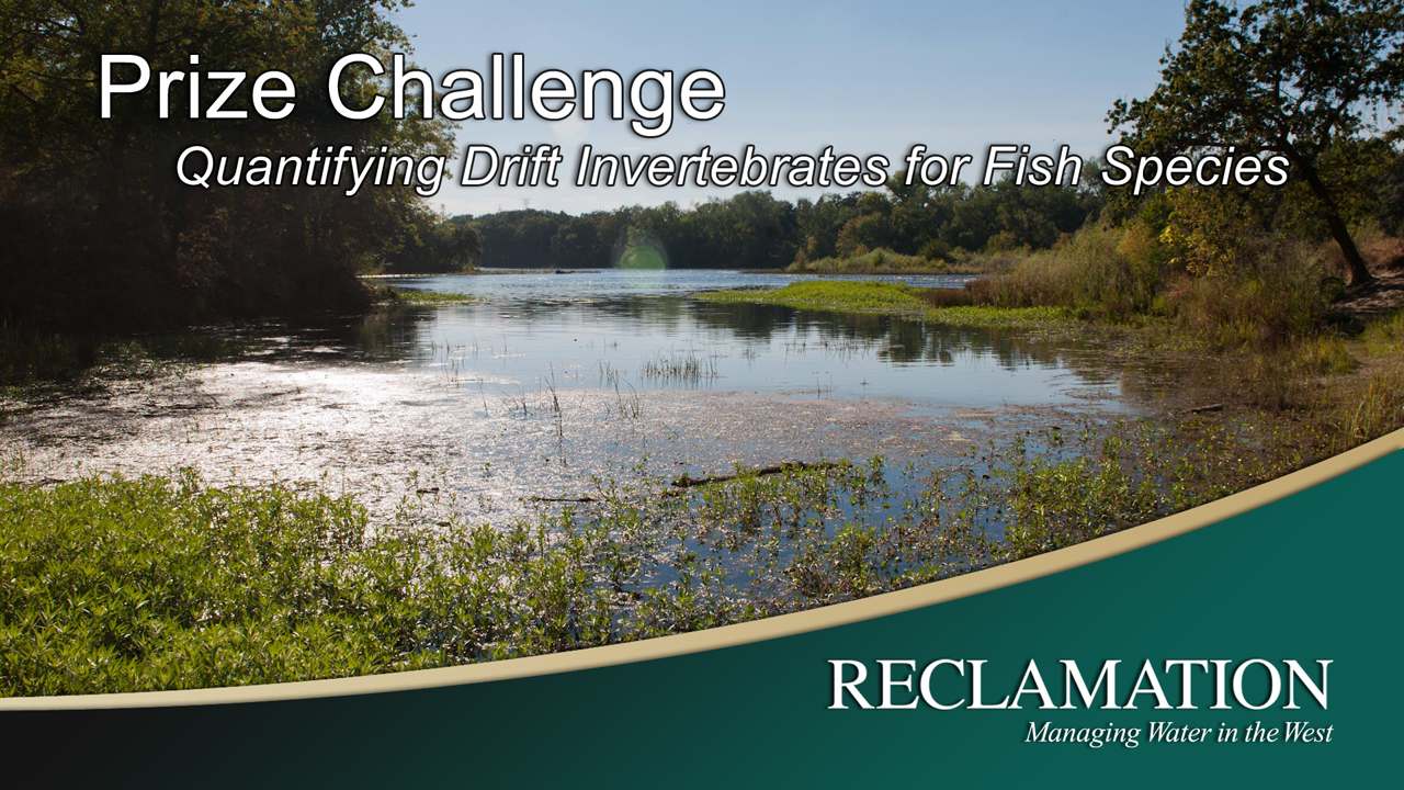 Image of drift invertebrate video slide.