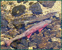 Image of trout.