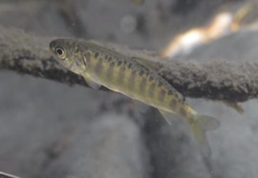 Image of juvenile salmon.