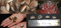 Collage image of mussels.