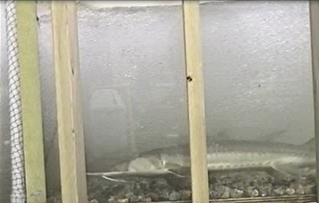 Sturgeon swimming through an experimental fishway in the hydraulics lab