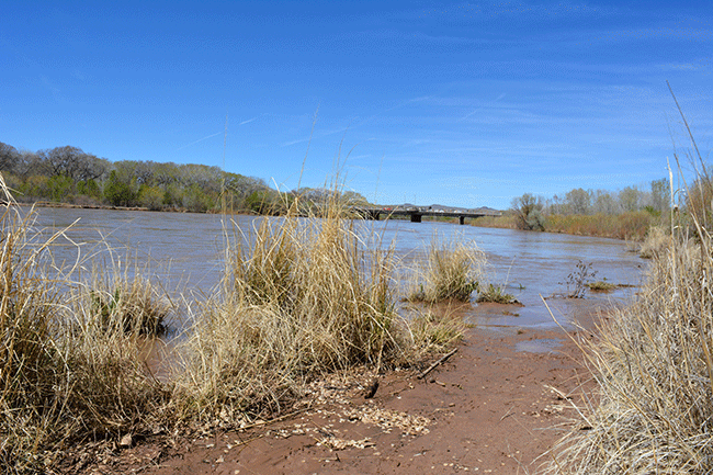 Looking upstream on the Rio Grande from Tingley Beach 