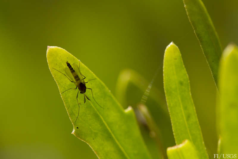 Non-biting midges are one of the aquatic insects predicted to benefit from the Bug Flow Experiment. Photo credit: USGS/Freshwaters Illustrated.  