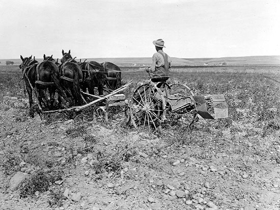 Farmer and a four-horse hitch driven piece of farm equipment moving away from the camera in a partially worked field.