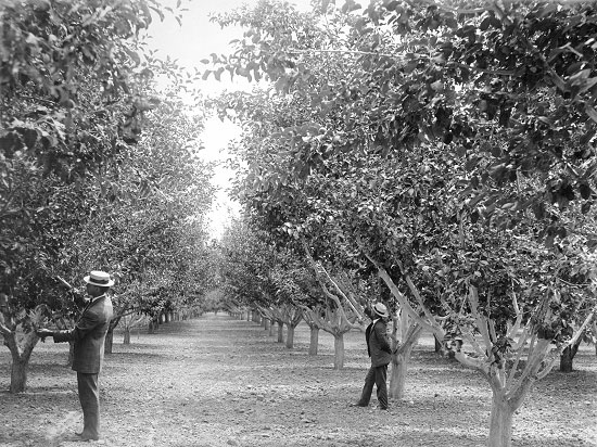 View down the center of an apple orchard row with two men in suits and flat brimmed straw hats inspecting apples on the branches of two trees on each side of the row.