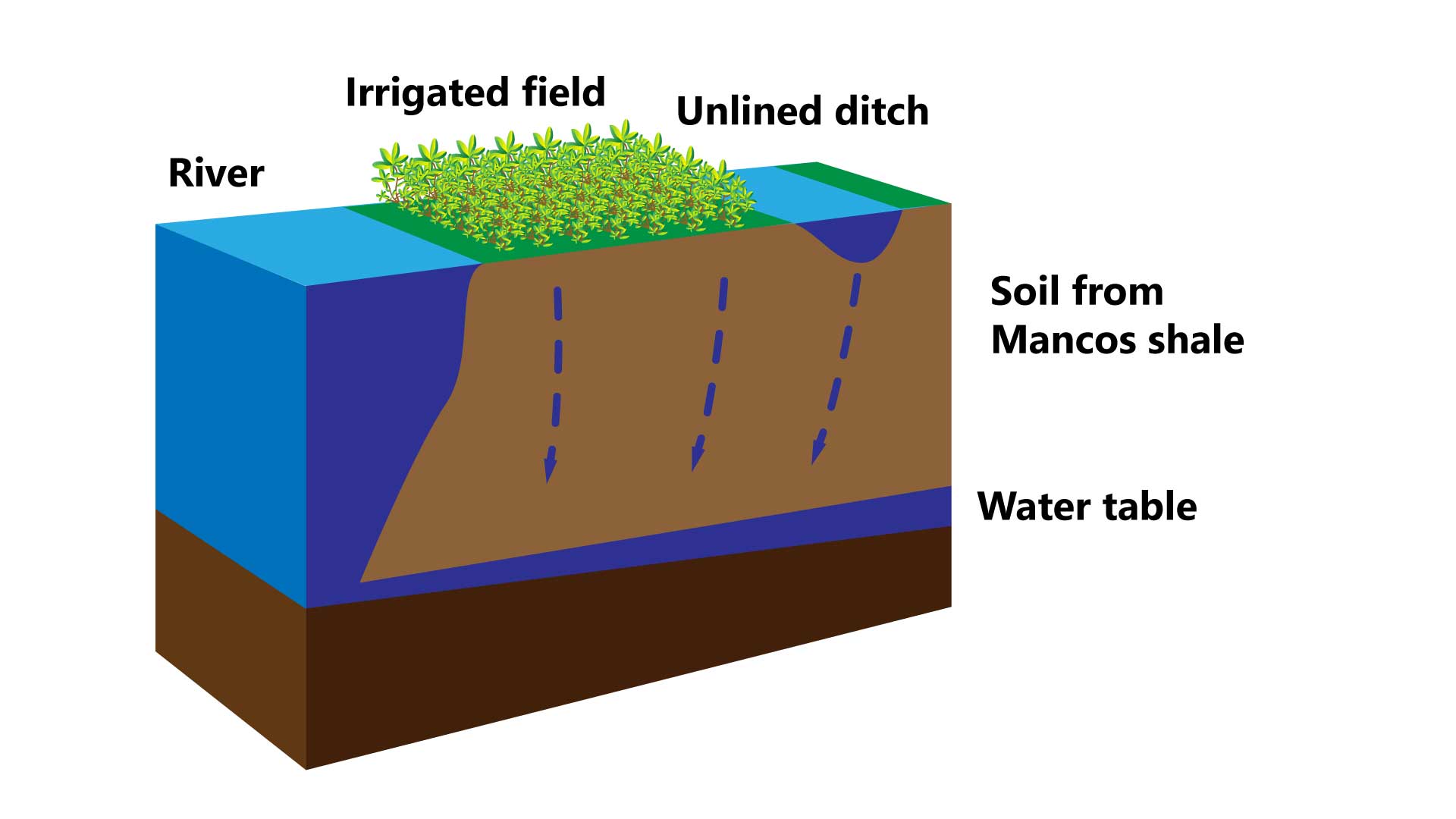 Water from sources such as earthen ditches and irrigated fields seeps through high selenium soils derived from Mancos shale. The water absorbs selenium while going through the Mancos shale, and then enters the groundwater. The higher-selenium groundwater eventually discharges into the river and increases the overall selenium concentration in the river.