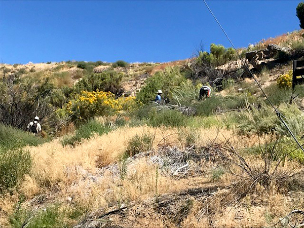 BLM Firefighters removeing trees and brush at Navajo Dam