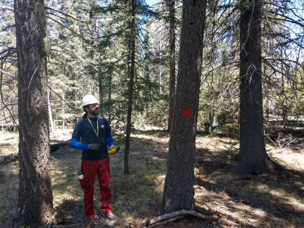 Male in hardhat conducting forestry review surrounded by trees