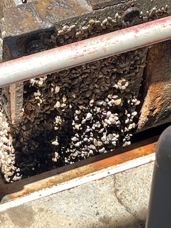 Quagga mussel build up on fixed wheel gate