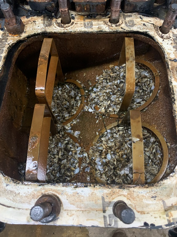 Strainer baskets clogged with Quagga debris