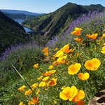 California Golden Poppies on a hillside